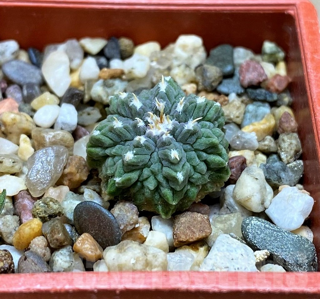 SH7245 Aztekium ritteri VM410 - 画像 (2)