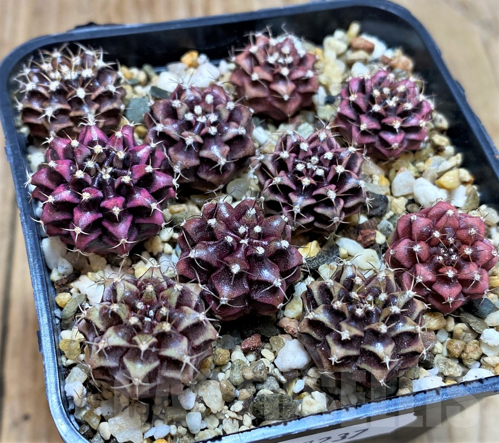 SH7237 Gymnocalycium mihanovichii 'Purple' mix, seedling, 10 plants