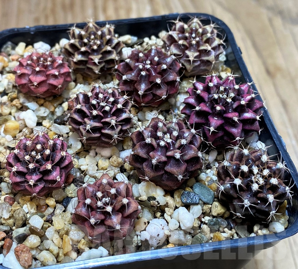 SH7237 Gymnocalycium mihanovichii 'Purple' mix, seedling, 10 plants - Image 3