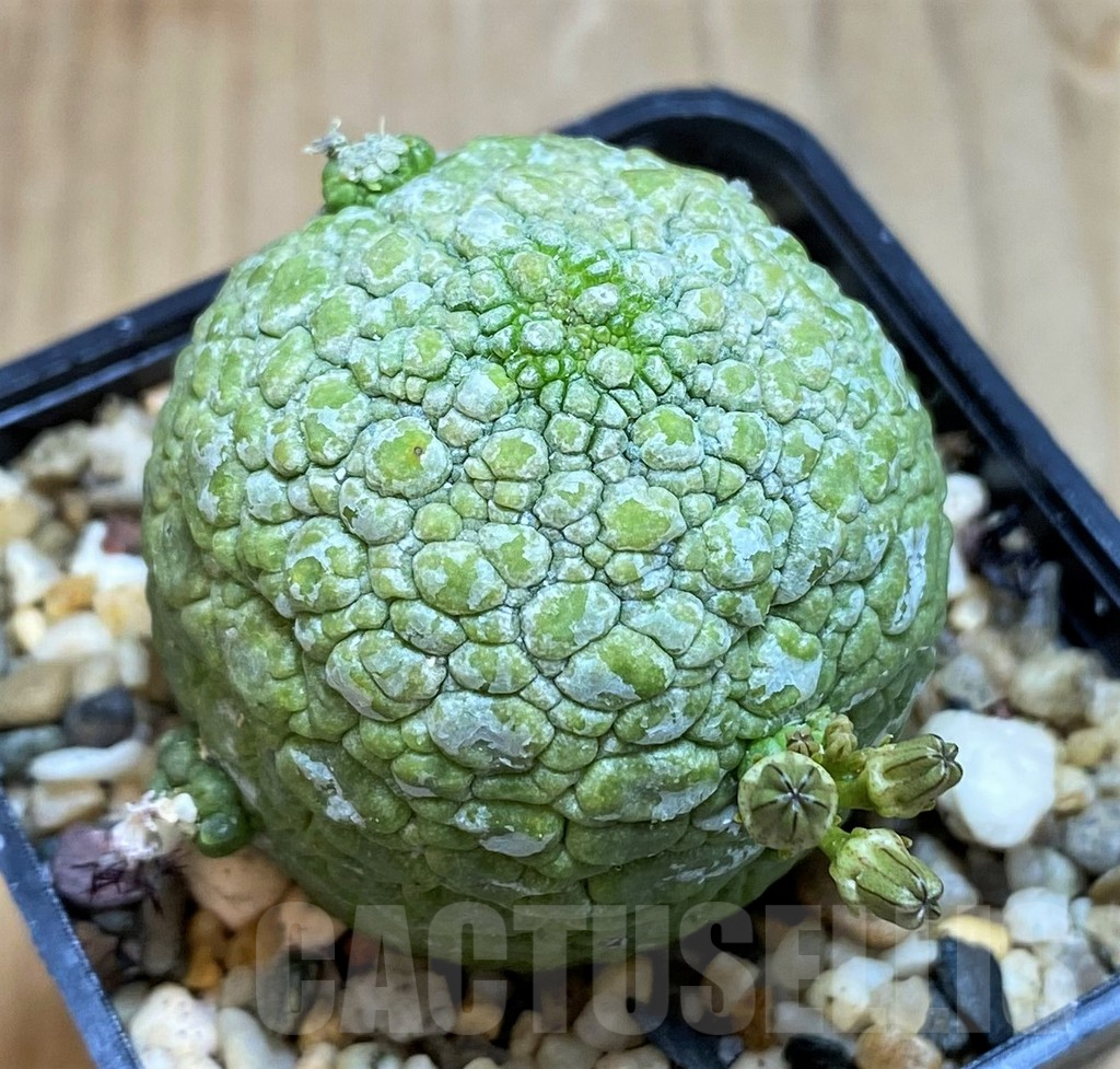 SH7249 Pseudolithos migiurtinus