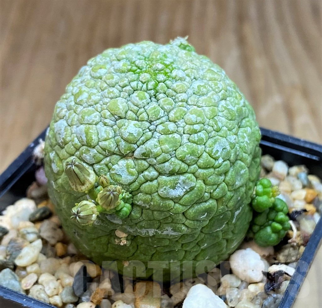 SH7249 Pseudolithos migiurtinus - Image 2