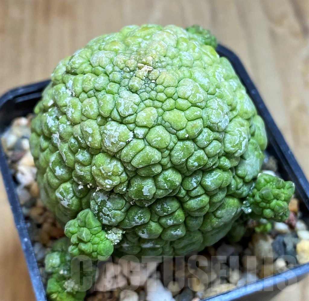 SH7250 Pseudolithos migiurtinus