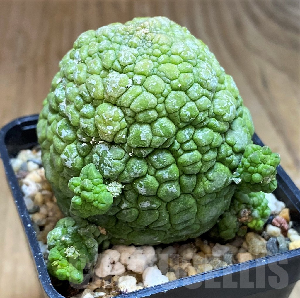 SH7250 Pseudolithos migiurtinus - Image 2