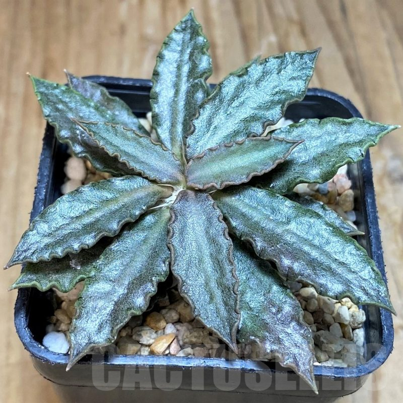 SH7253 Euphorbia tulearensis
