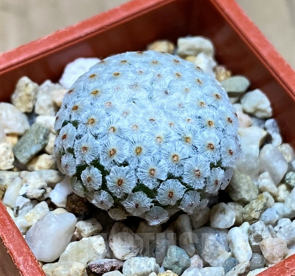 SH7238 Mammillaria breviplumosa GCG12500, own roots