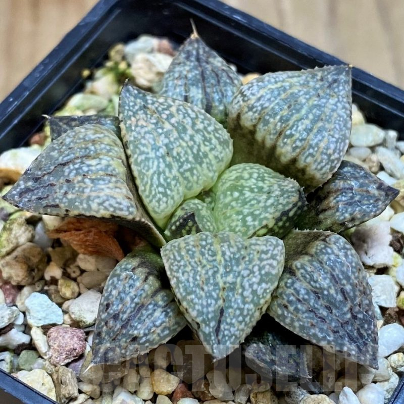 SH7255 Haworthia picta -Japan-