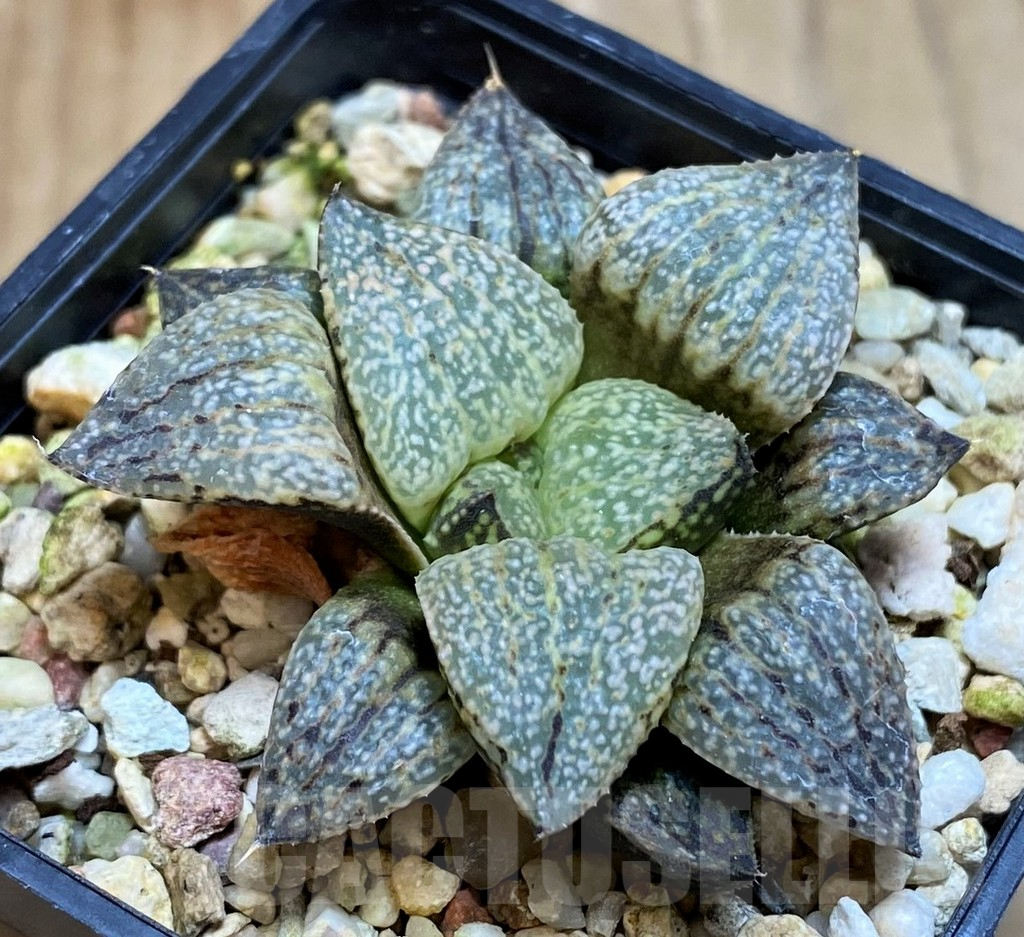 SH7255 Haworthia picta -Japan-