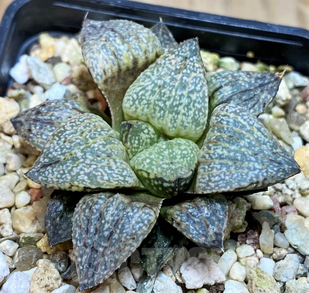 SH7255 Haworthia picta -Japan- - Image 2