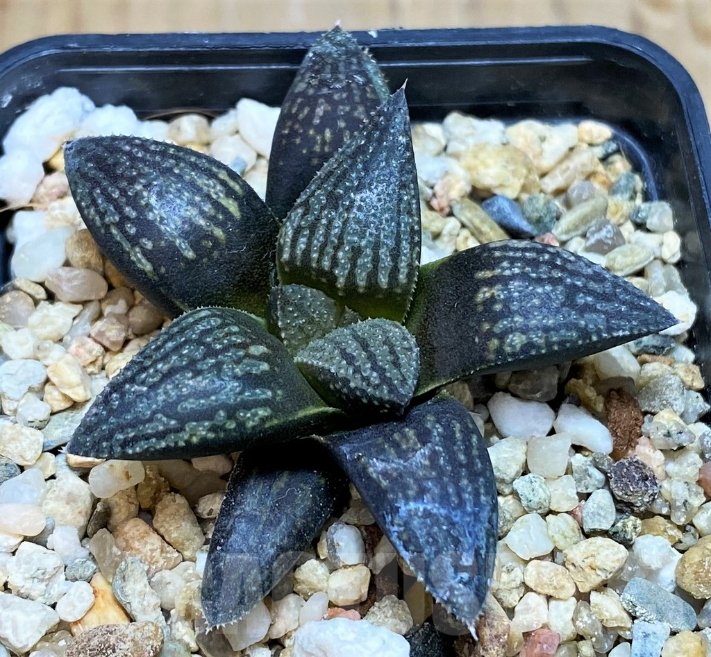 SH7256 Haworthia 'Kuroshima Dekenahii' - immagine 2