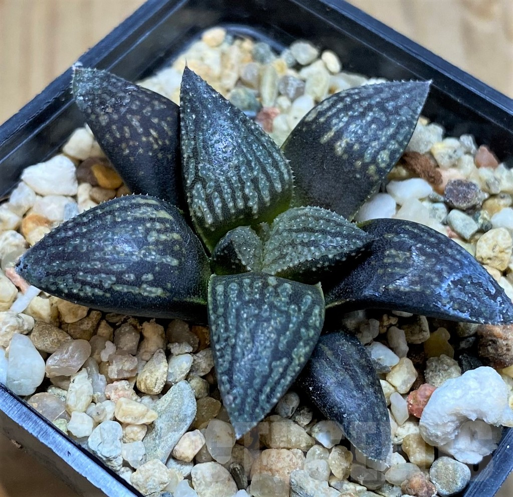 SH7256 Haworthia 'Kuroshima Dekenahii'