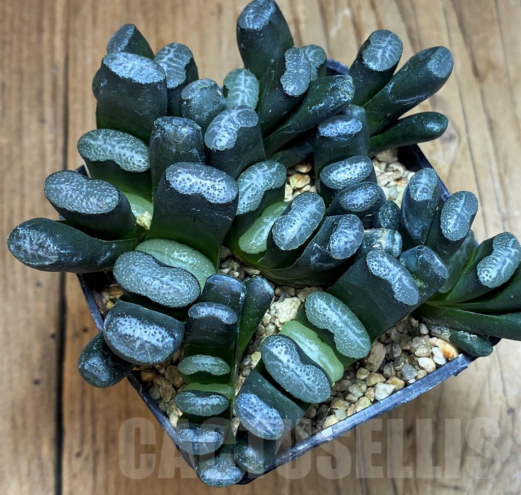 SH7257 Haworthia truncata -Japan-, 9 plants - immagine 3