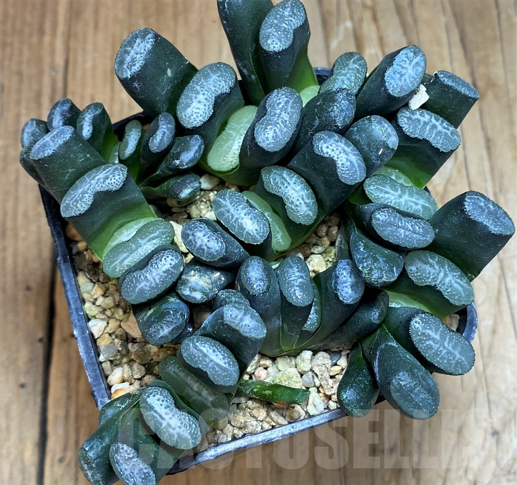 SH7257 Haworthia truncata -Japan-, 9 plants - immagine 2