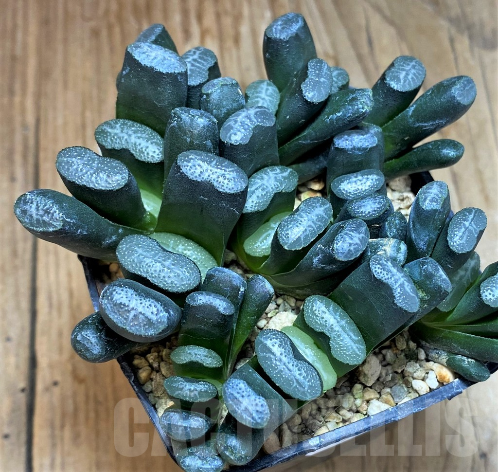 SH7257 Haworthia truncata -Japan-, 9 plants