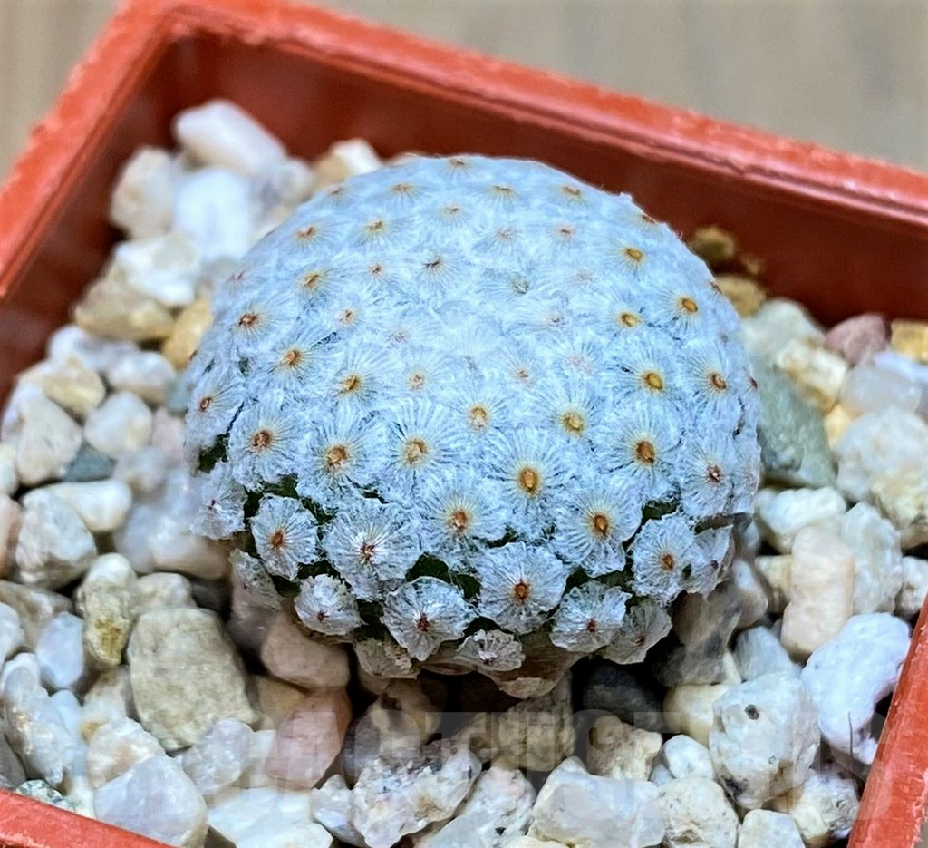 SH7238 Mammillaria breviplumosa GCG12500, own roots - Image 2