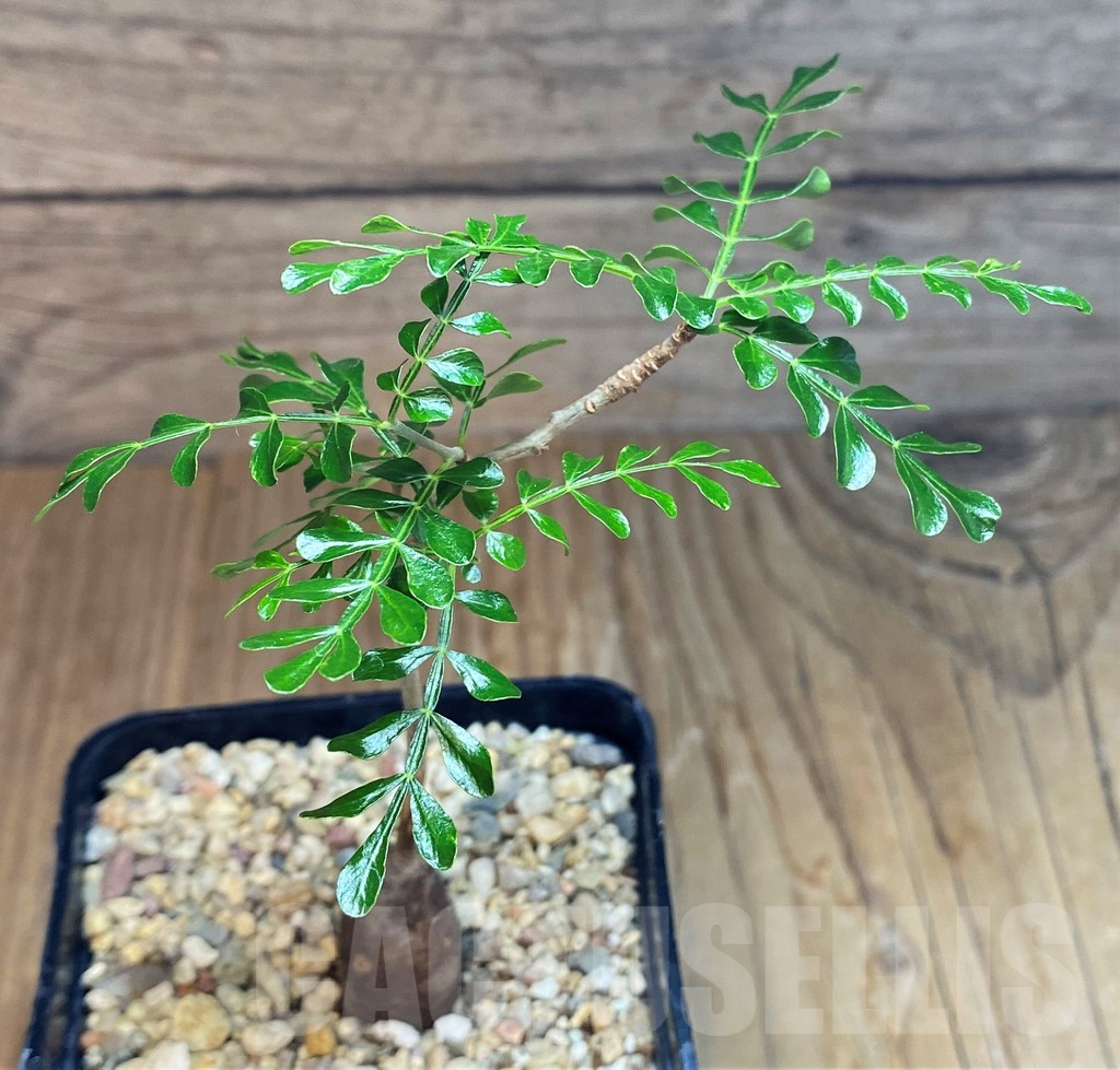 SH7258 Operculicarya pachypus