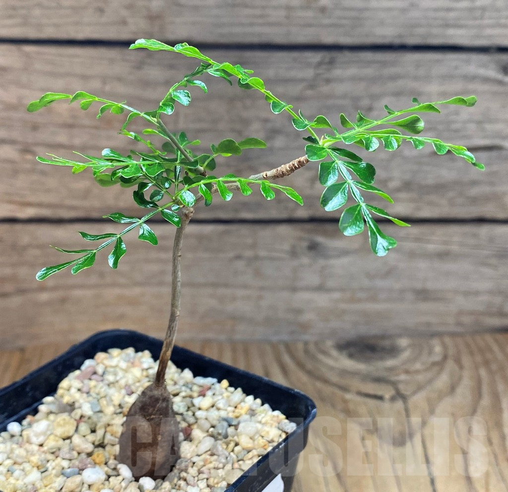 SH7258 Operculicarya pachypus - Obrázek 2