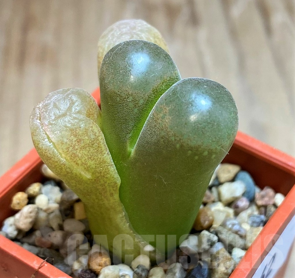 SH7262 Conophytum aff. verrucosum