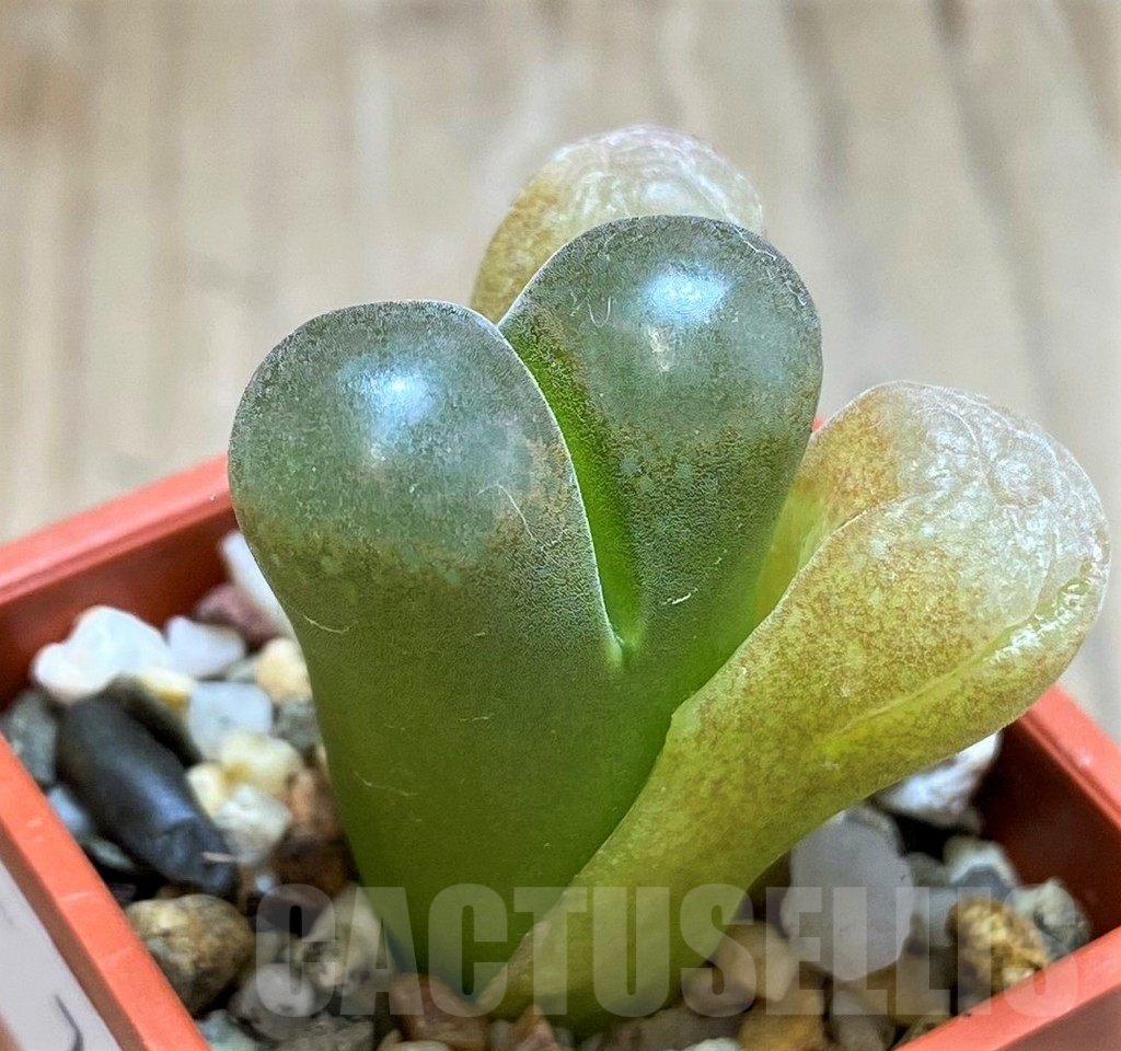 SH7262 Conophytum aff. verrucosum - immagine 2