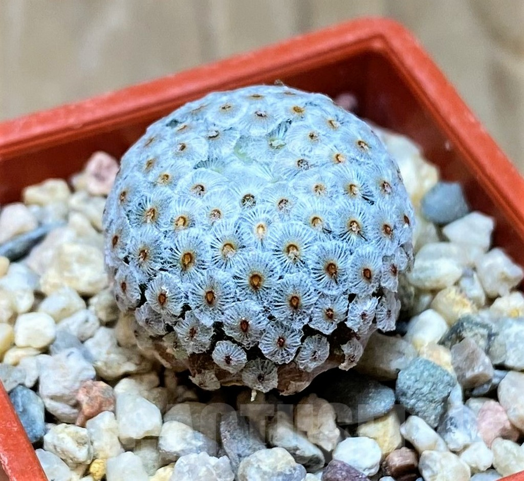 SH7239 Mammillaria breviplumosa GCG12500, own roots - Image 2