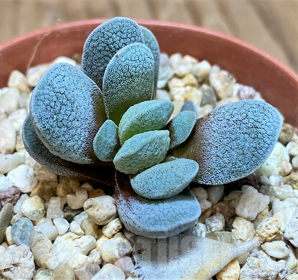 SH10001 Crassula tecta