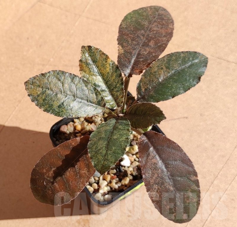 SH7170 Dorstenia foetida f. variegata