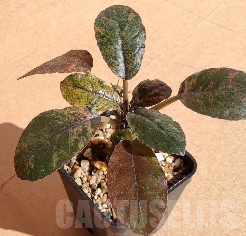 SH7171 Dorstenia foetida f. variegata