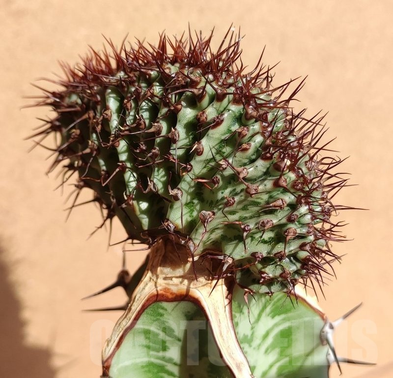SH6671 Euphorbia confinalis f. cristata, grafted