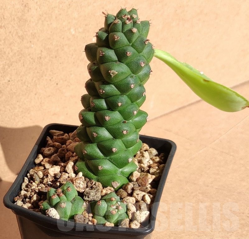 SH6279 Monadenium ritchiei v. nyambense