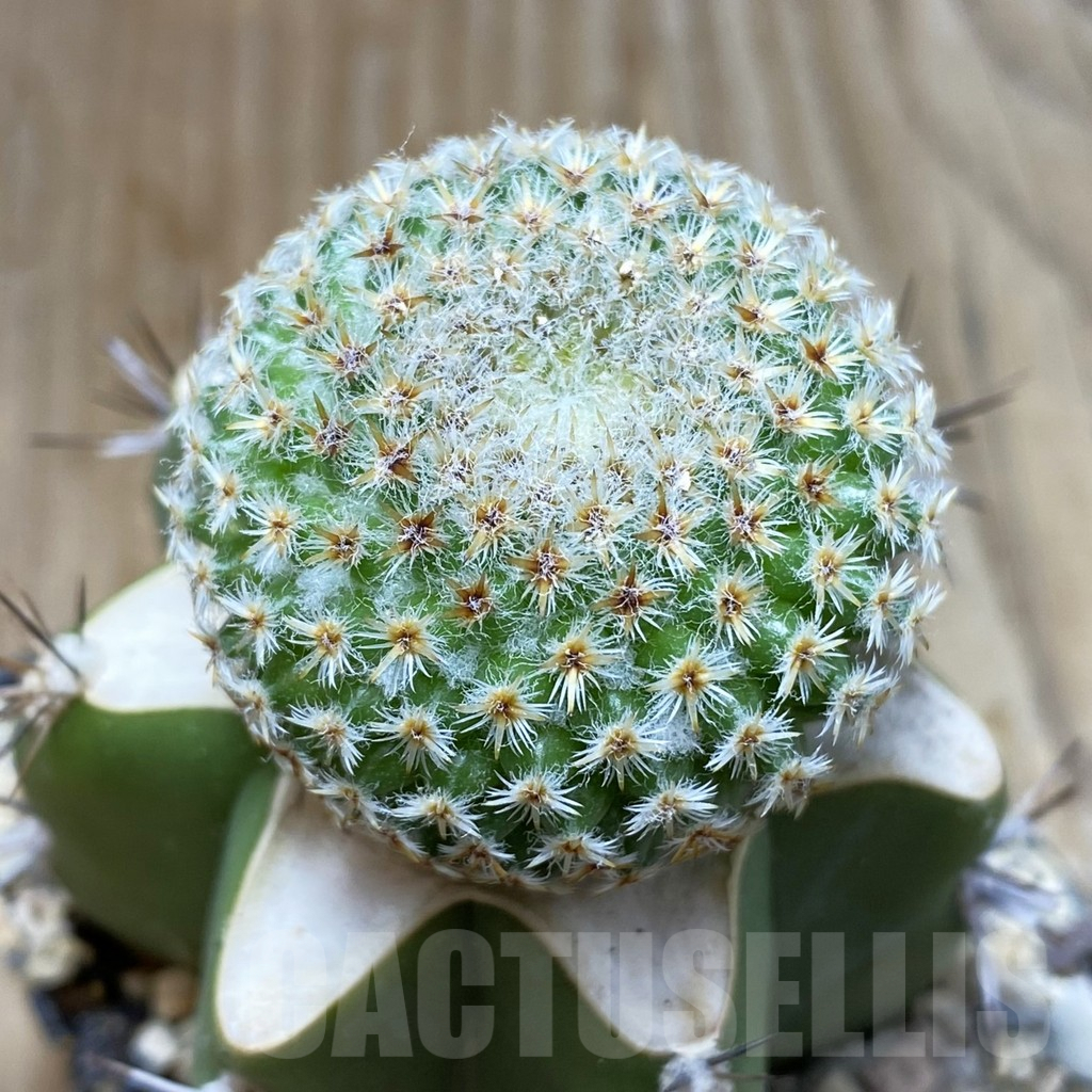 SH6192 Mammillaria crucigera MH 342, grafted -Oxatlan-