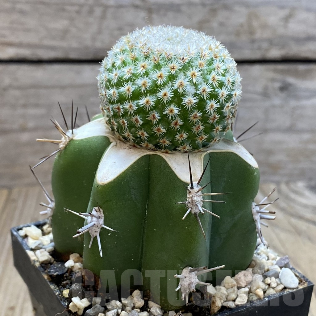 SH6192 Mammillaria crucigera MH 342, grafted -Oxatlan- - Image 2