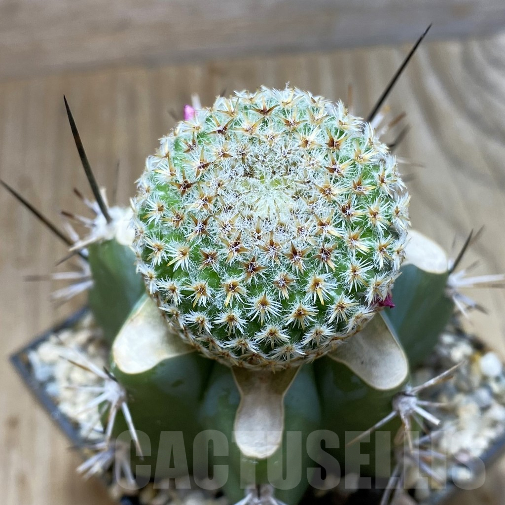 SH6193 Mammillaria crucigera MH 342, grafted -Oxatlan-