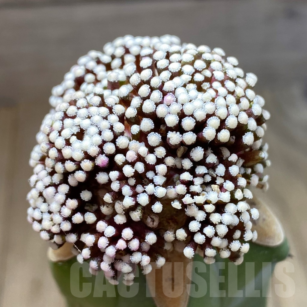 SH6195 Mammillaria luethyi, grafted