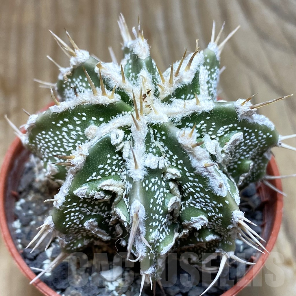 SH6163 Astrophytum ornatum ‘Dinosaur’ (Fukuryu Hannya)