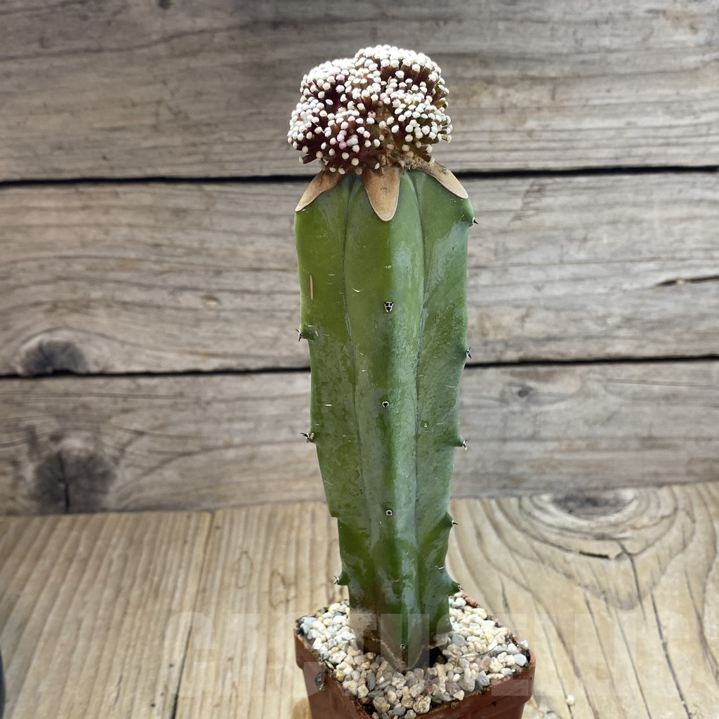 SH6195 Mammillaria luethyi, grafted - 画像 (2)