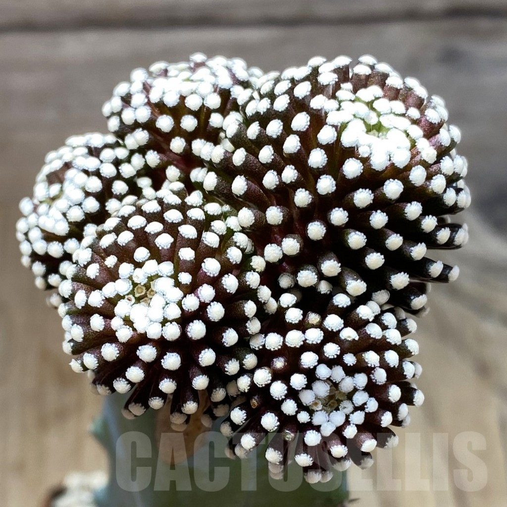 SH6196 Mammillaria luethyi, grafted