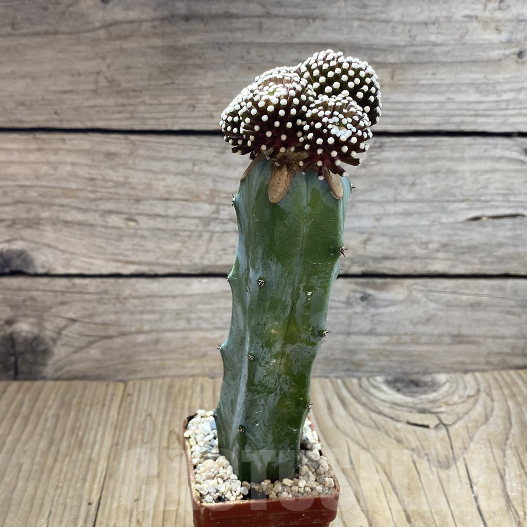 SH6196 Mammillaria luethyi, grafted – Bild 2