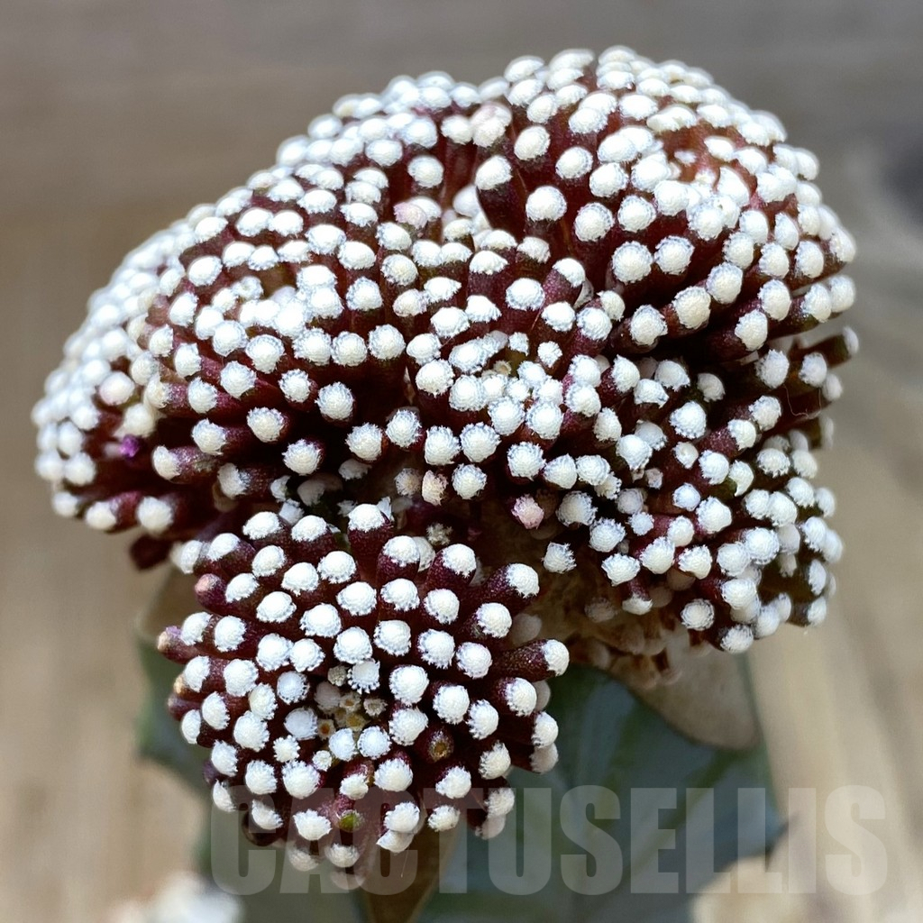 SH6197 Mammillaria luethyi, grafted