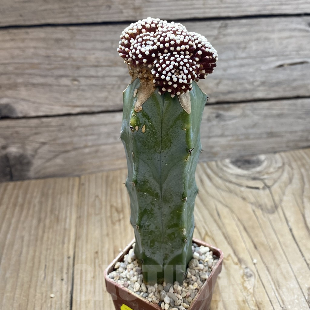 SH6197 Mammillaria luethyi, grafted – Bild 2