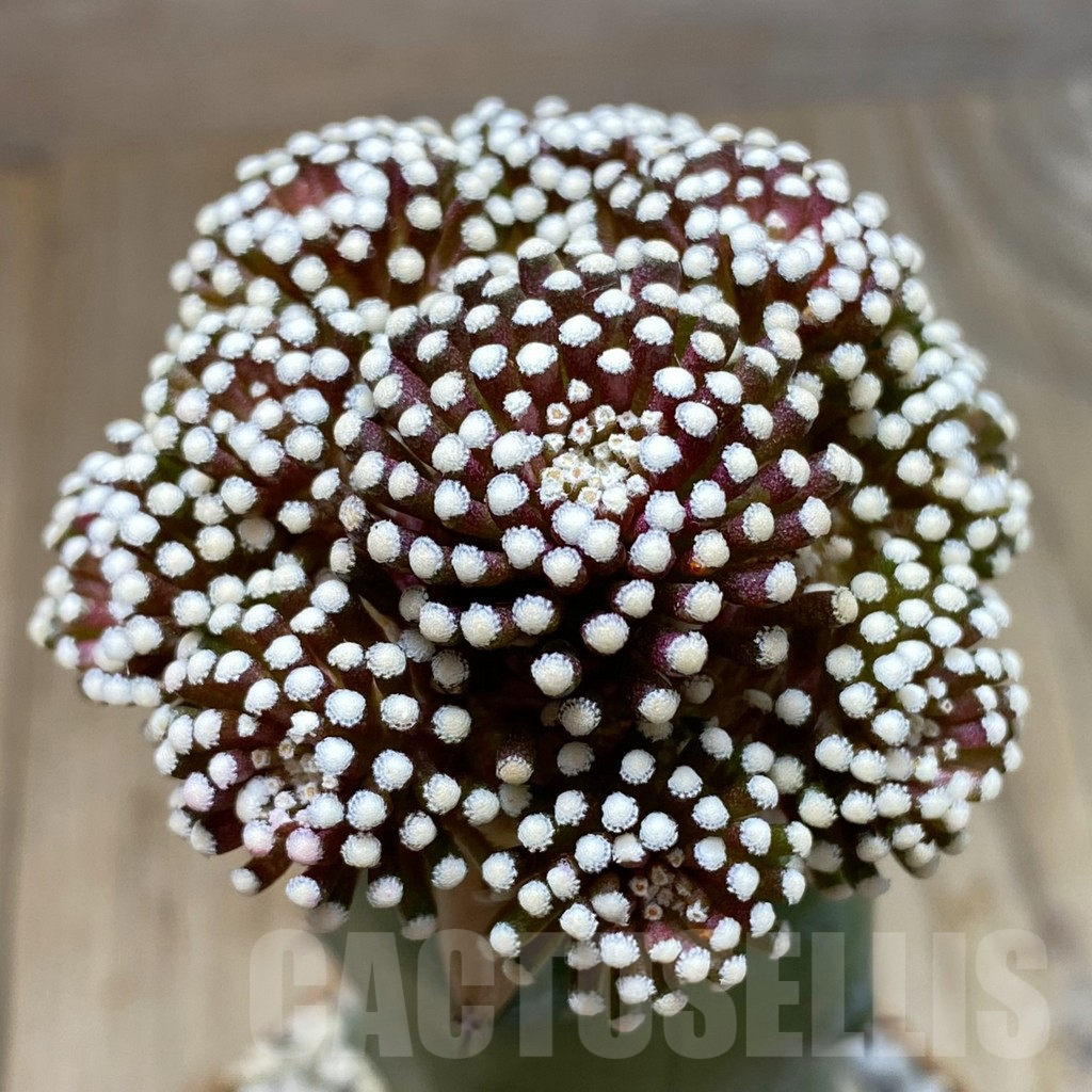 SH6198 Mammillaria luethyi, grafted