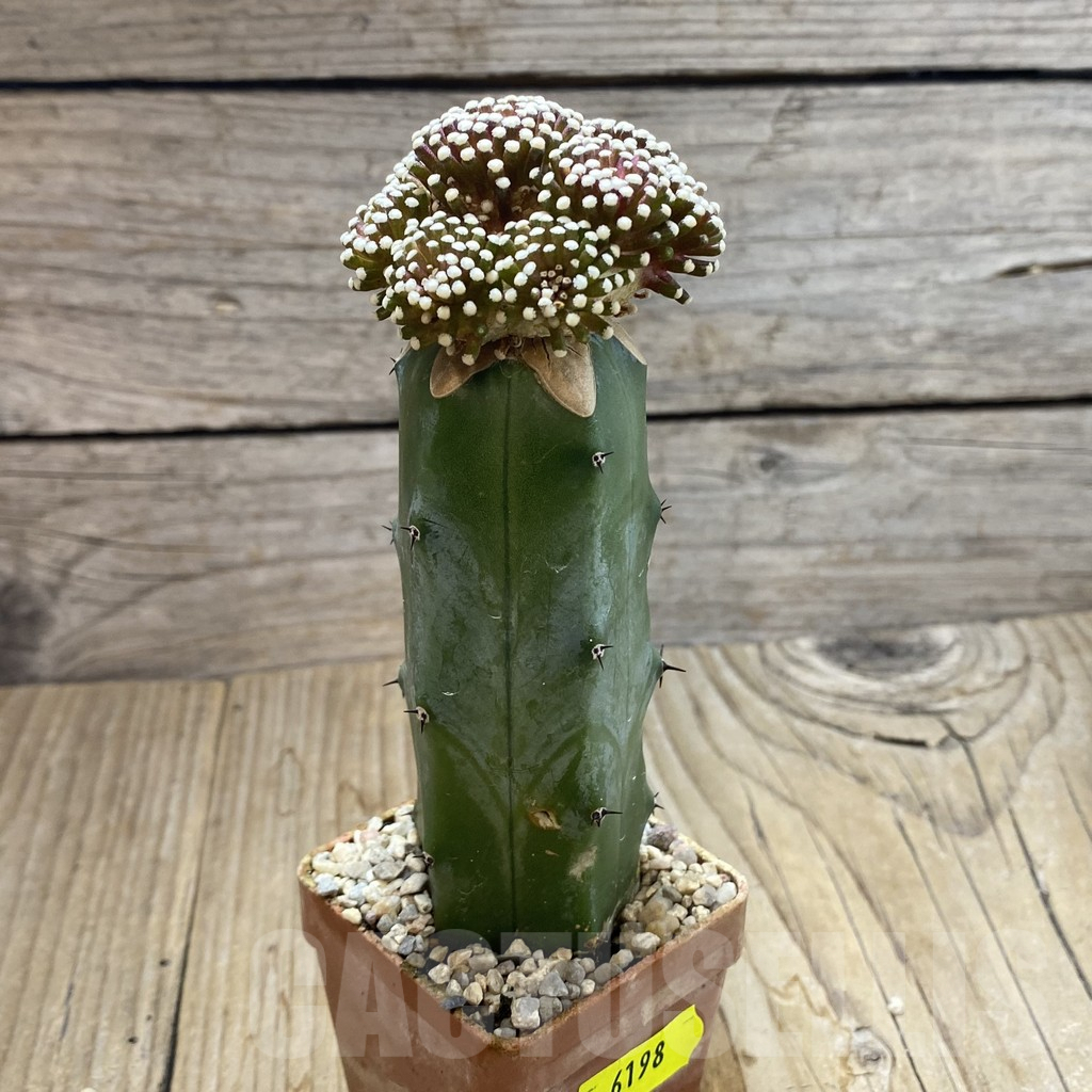 SH6198 Mammillaria luethyi, grafted - Imagen 2