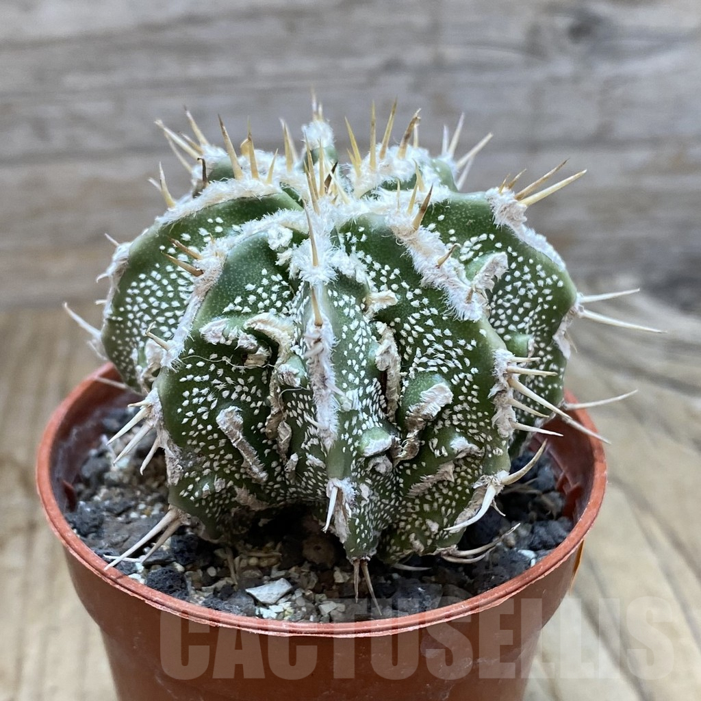 SH6163 Astrophytum ornatum ‘Dinosaur’ (Fukuryu Hannya) - Imagen 2