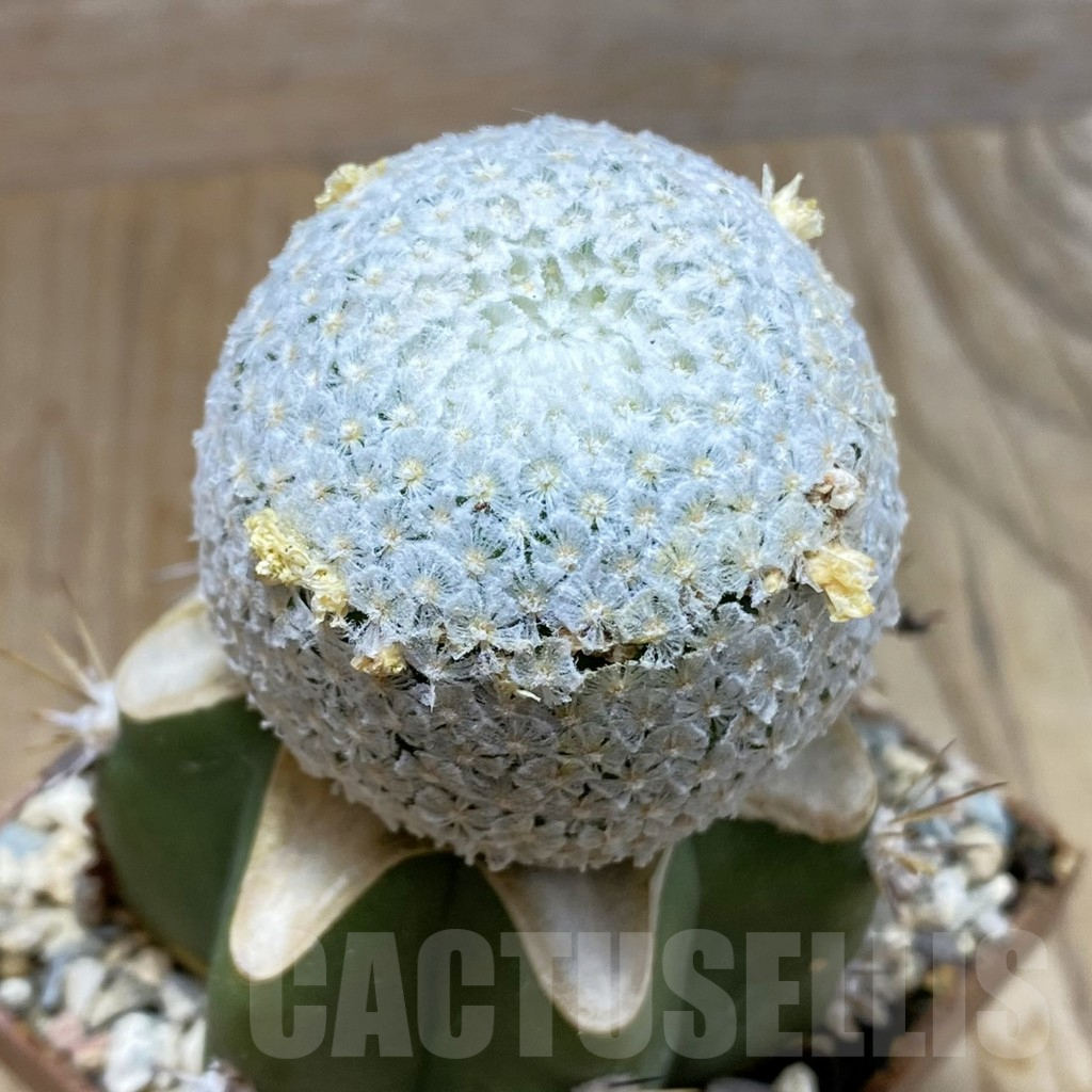 SH6199 Mammillaria breviplumosa, grafted