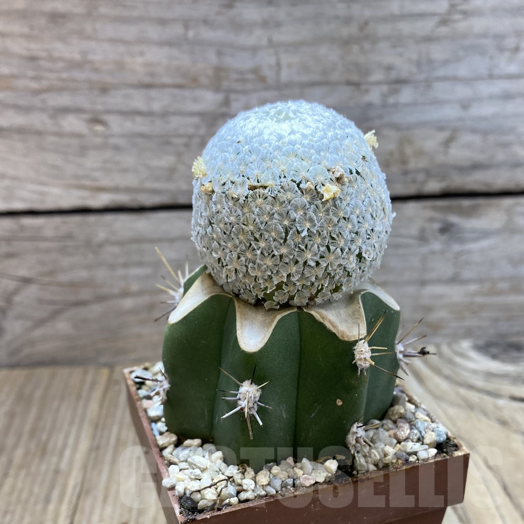 SH6199 Mammillaria breviplumosa, grafted - Obrázek 2