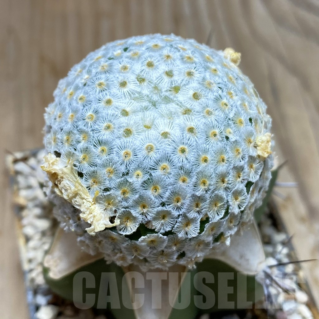 SH6200 Mammillaria breviplumosa, grafted