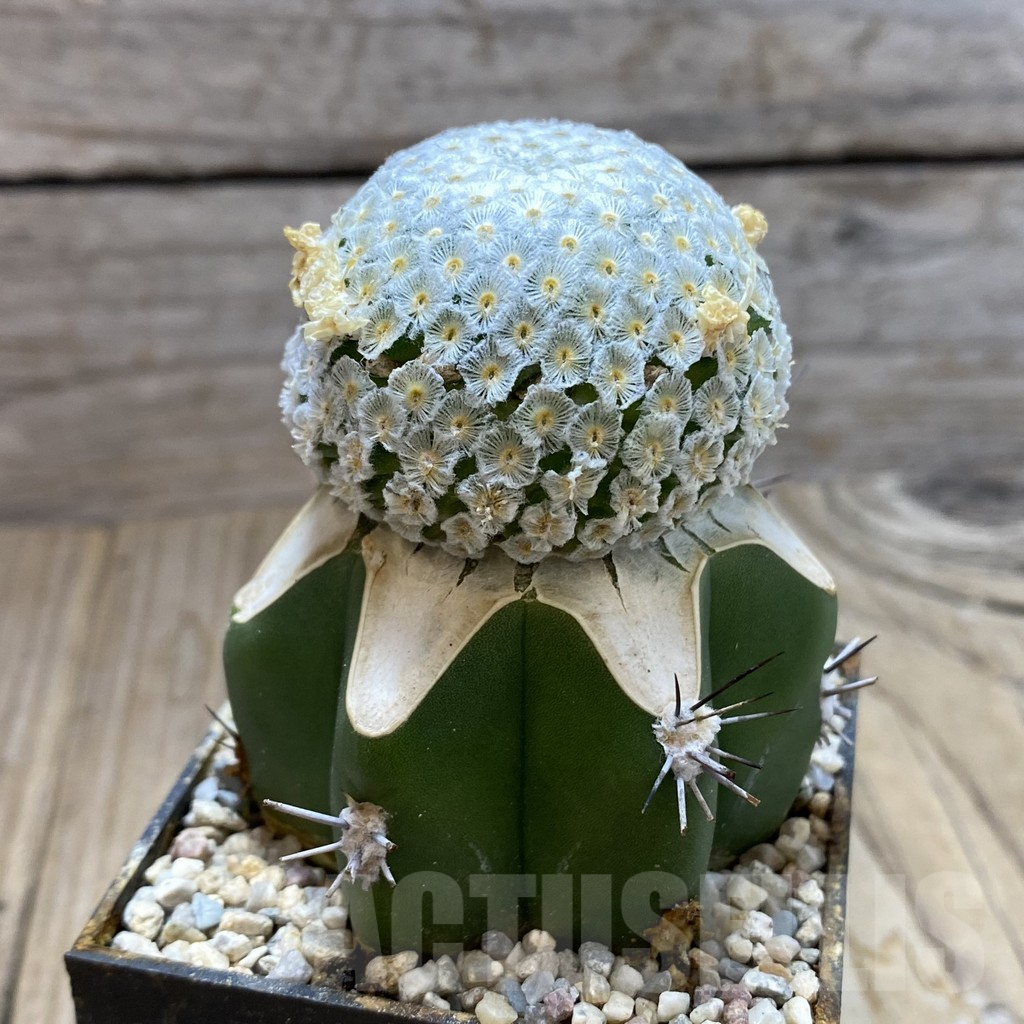 SH6200 Mammillaria breviplumosa, grafted - Image 2