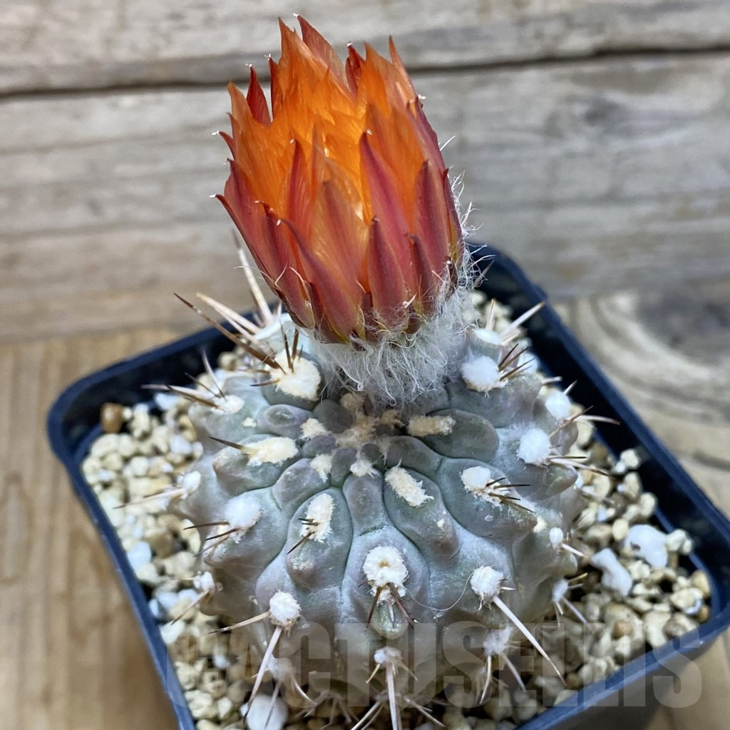 SH6201 Neoporteria deherdtiana – Bild 2