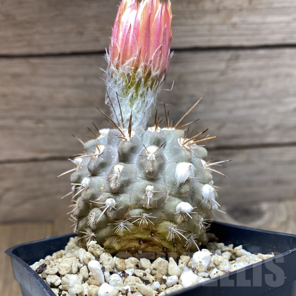 SH6201 Neoporteria deherdtiana – Bild 3