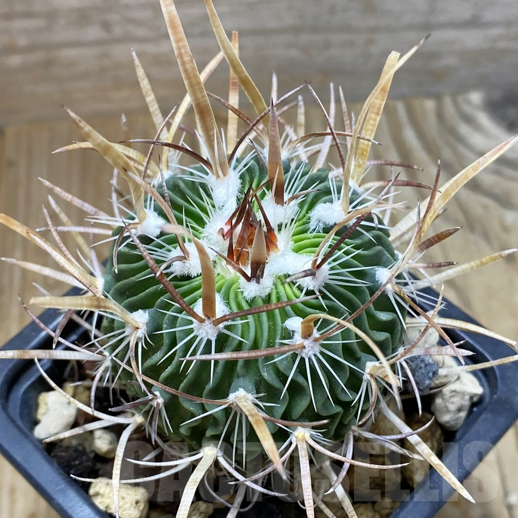 SH6203 Echinofossulocactus erectocentrus