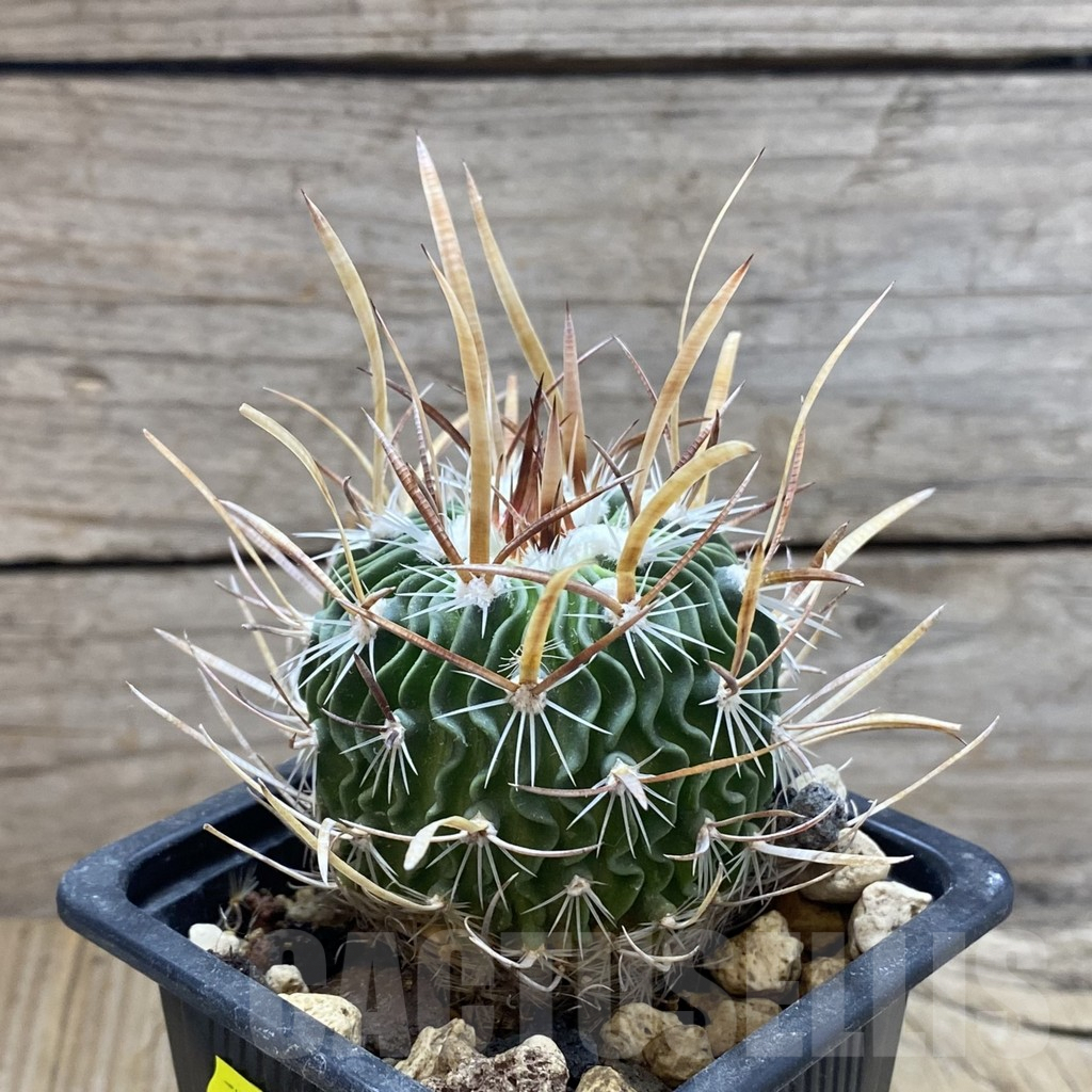 SH6203 Echinofossulocactus erectocentrus – Bild 2