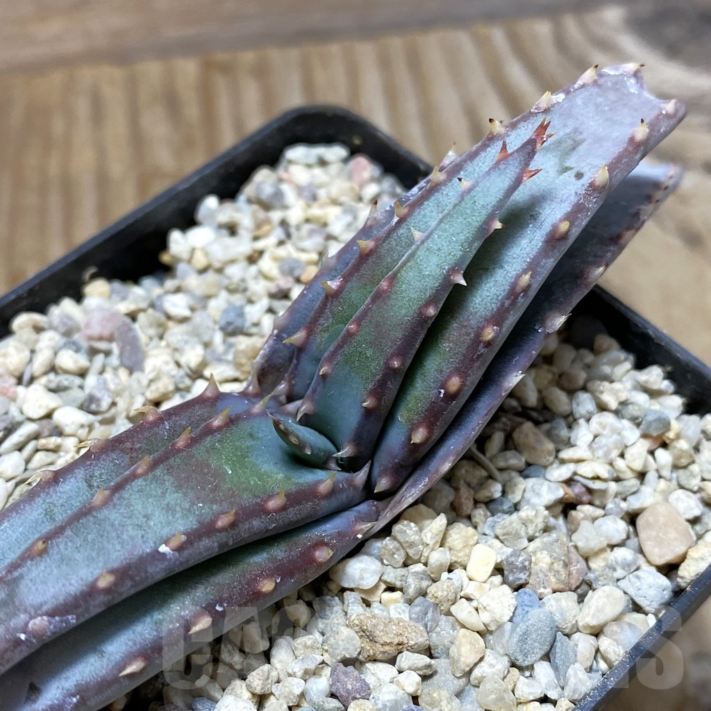 SH6205 Aloe suprafoliata